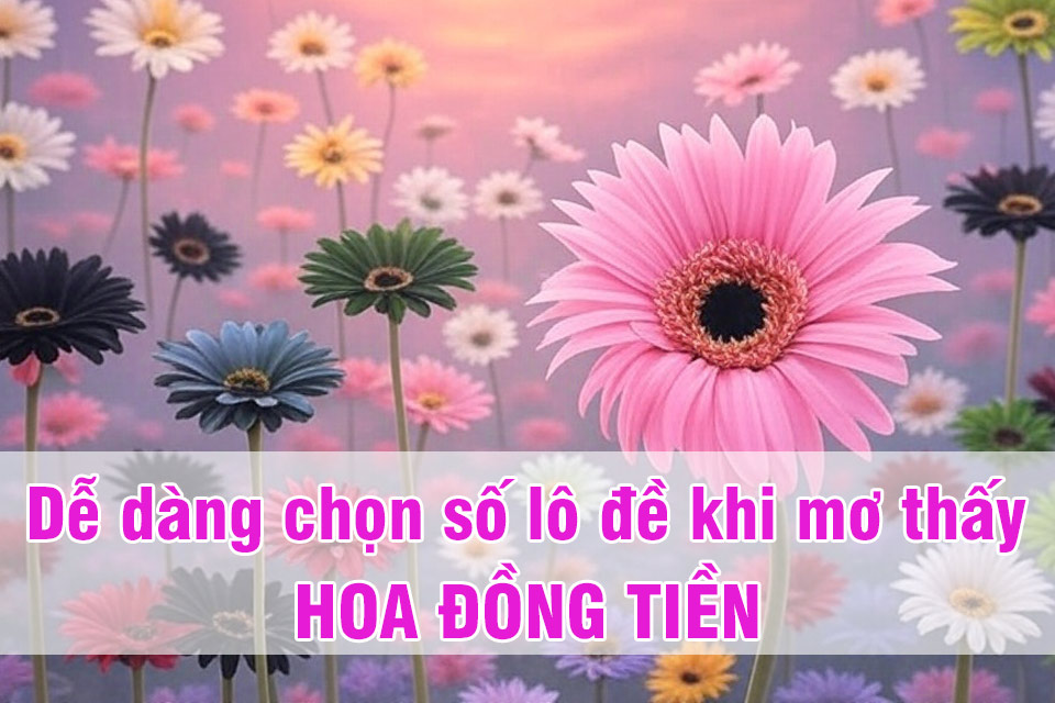  Dễ dàng chọn số chơi lô đề khi mơ thấy hoa đồng tiền